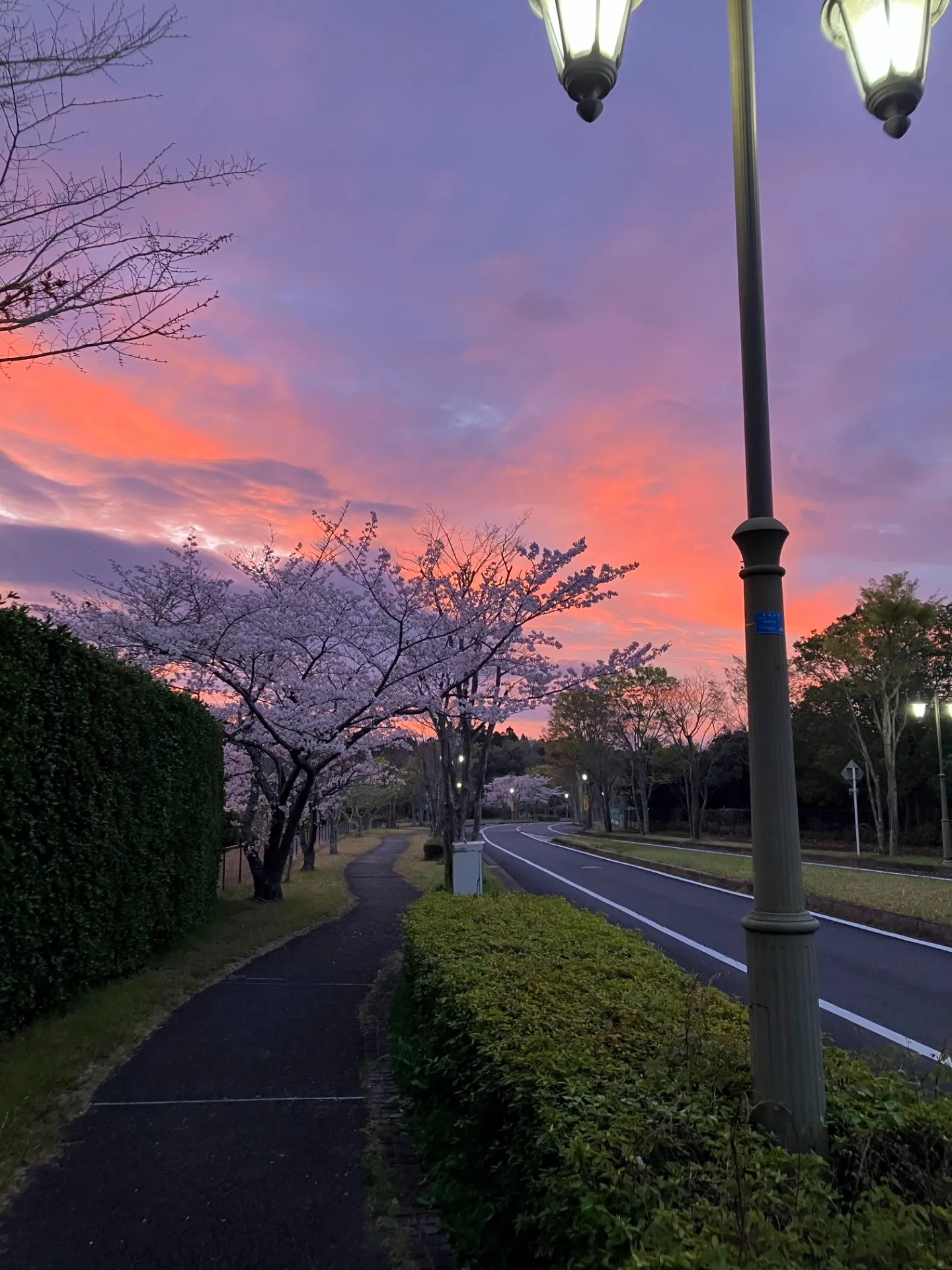 外房に春